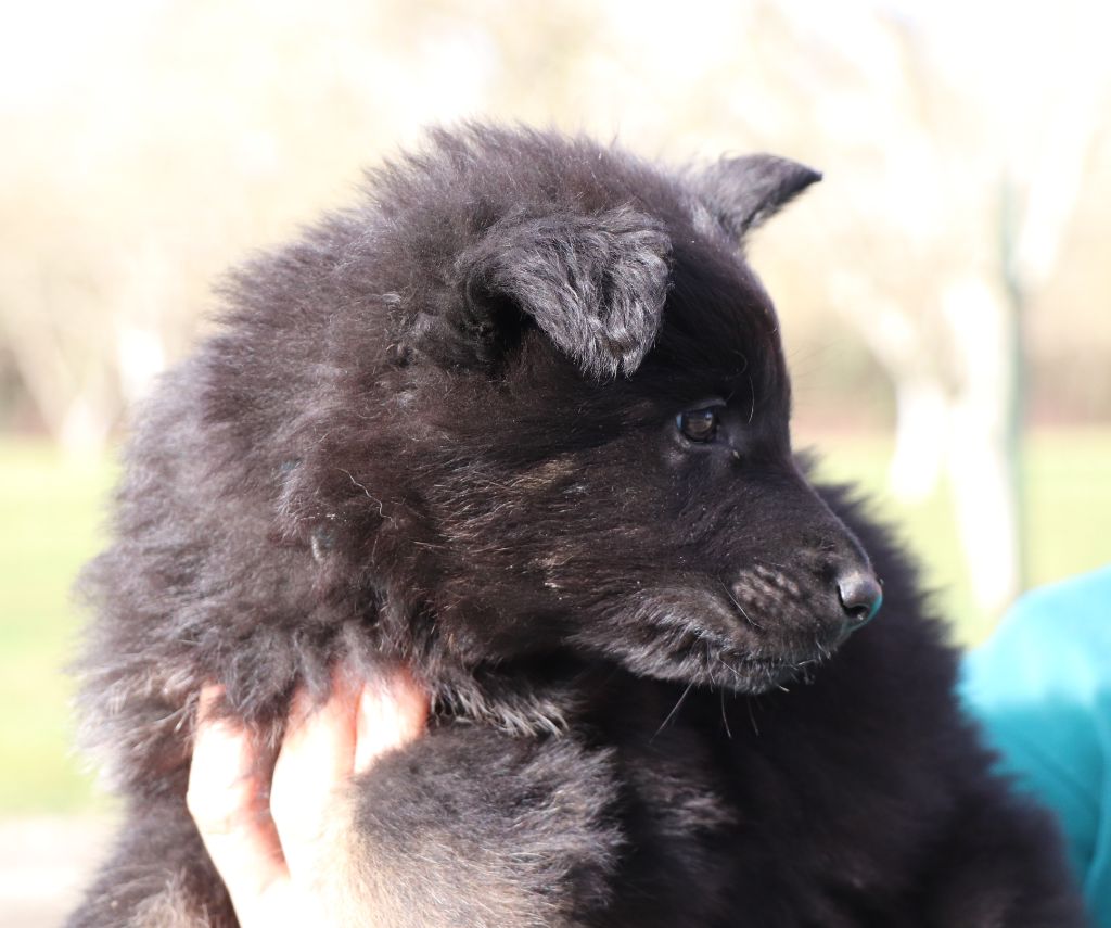 Des Loups Ariegeois - Chiot disponible  - Berger Allemand Poil Long