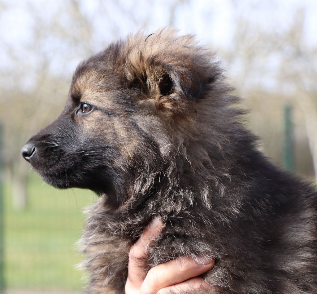 Des Loups Ariegeois - Chiot disponible  - Berger Allemand Poil Long