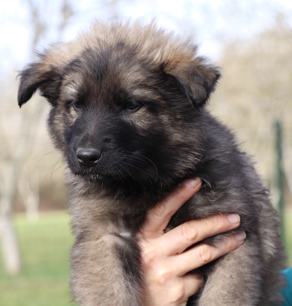 Des Loups Ariegeois - Chiot disponible  - Berger Allemand Poil Long