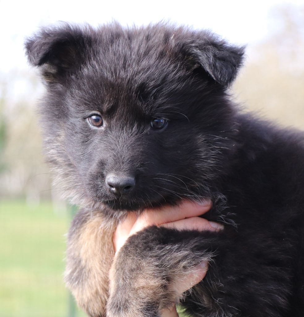 Des Loups Ariegeois - Chiot disponible  - Berger Allemand Poil Long