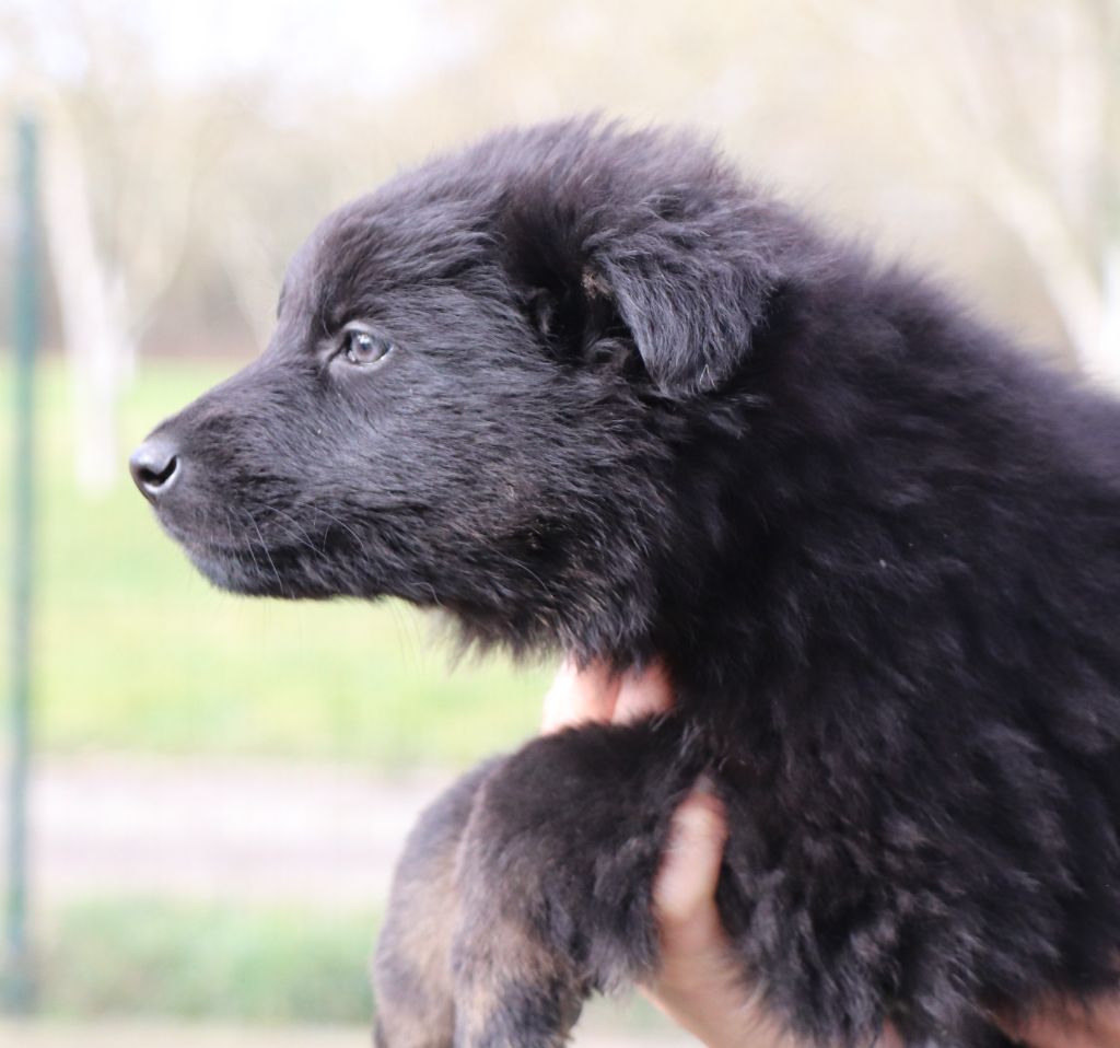 Des Loups Ariegeois - Chiot disponible  - Berger Allemand Poil Long