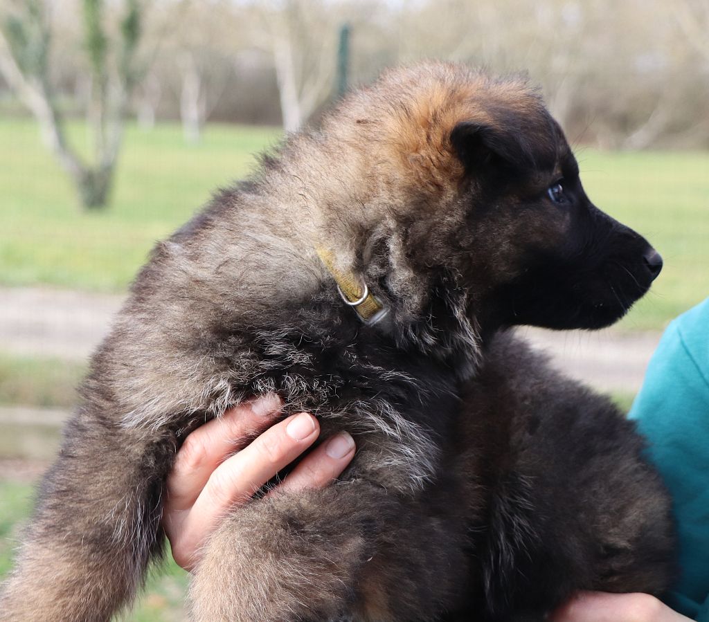 Des Loups Ariegeois - Chiot disponible  - Berger Allemand Poil Long