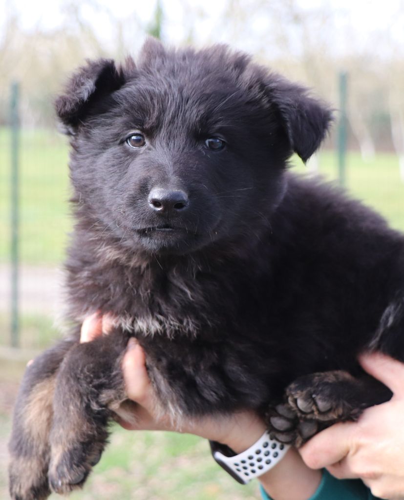 Des Loups Ariegeois - Chiot disponible  - Berger Allemand Poil Long