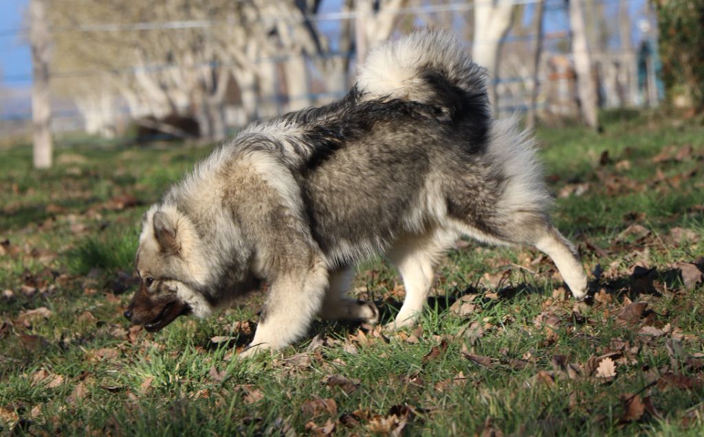 Tokyo Des Loups Ariegeois