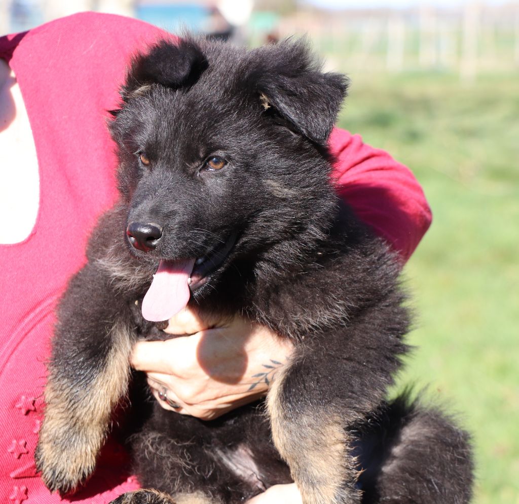 Des Loups Ariegeois - Berger Allemand Poil Long - Portée née le 07/12/2024
