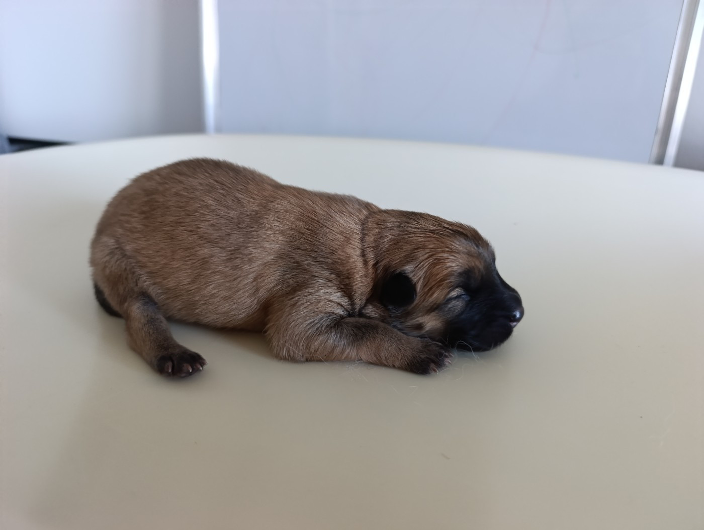 Des Loups Ariegeois - Chiots disponibles - Eurasier