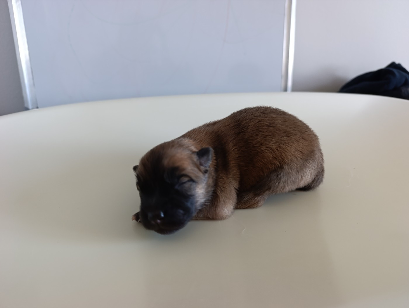 Des Loups Ariegeois - Chiots disponibles - Eurasier