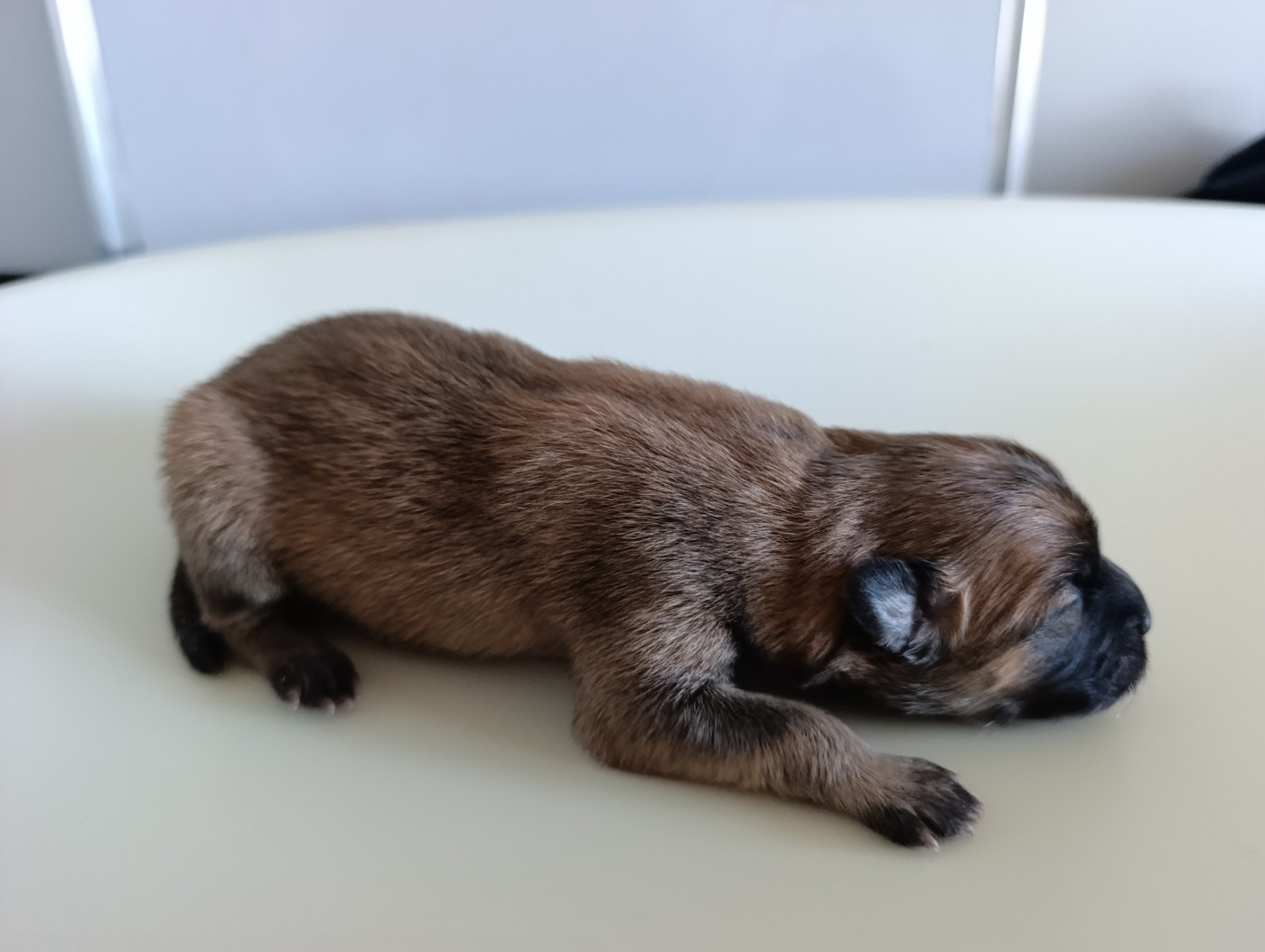 Des Loups Ariegeois - Chiots disponibles - Eurasier