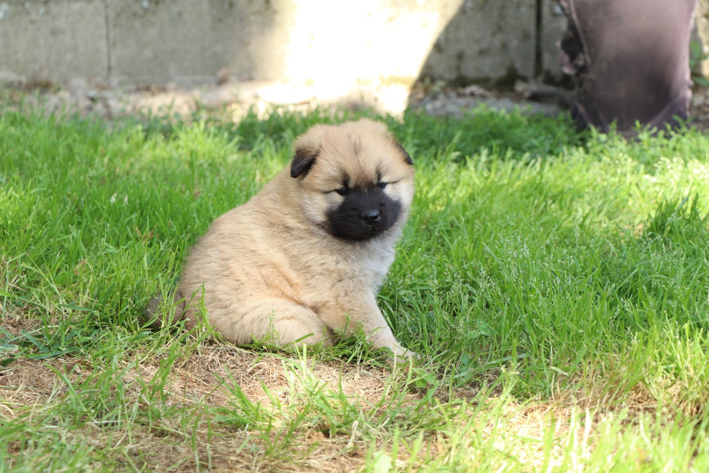 Des Loups Ariegeois - Chiots disponibles - Eurasier