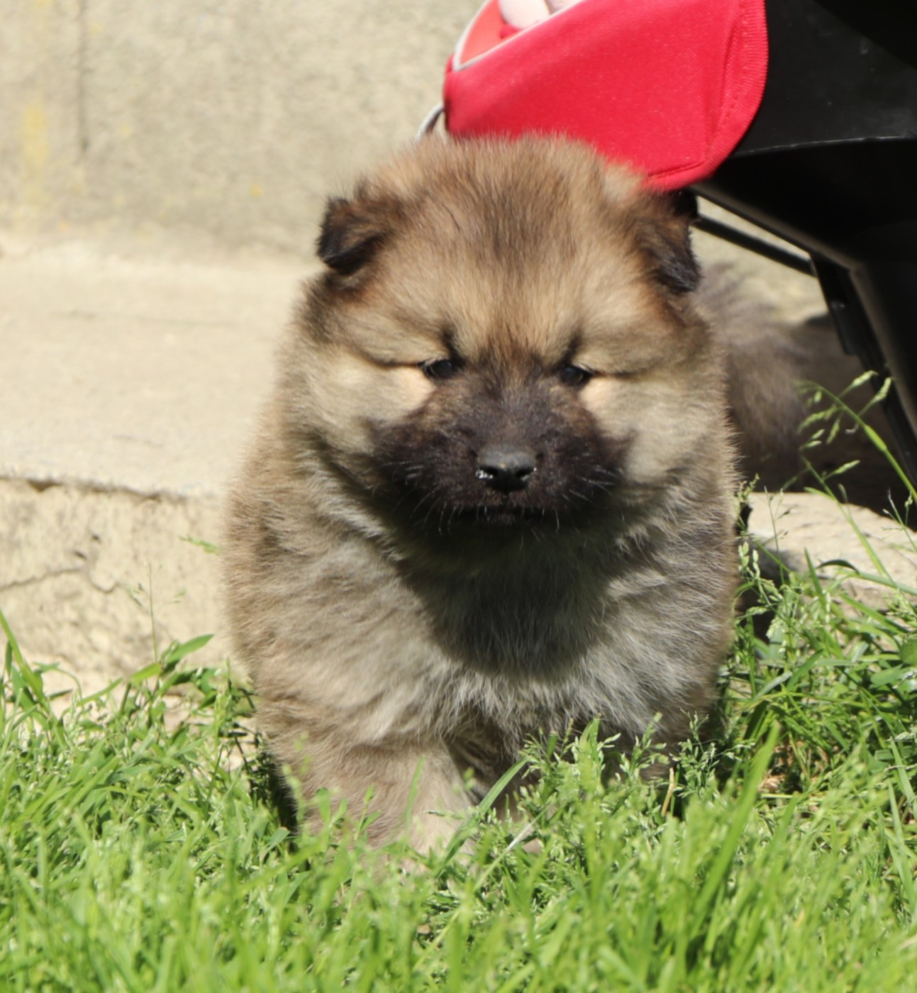 Des Loups Ariegeois - Chiots disponibles - Eurasier