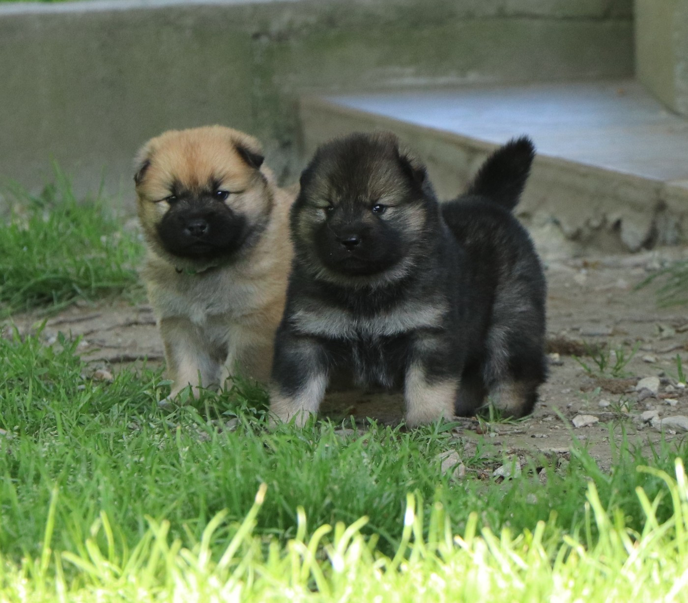 Des Loups Ariegeois - Chiots disponibles - Eurasier