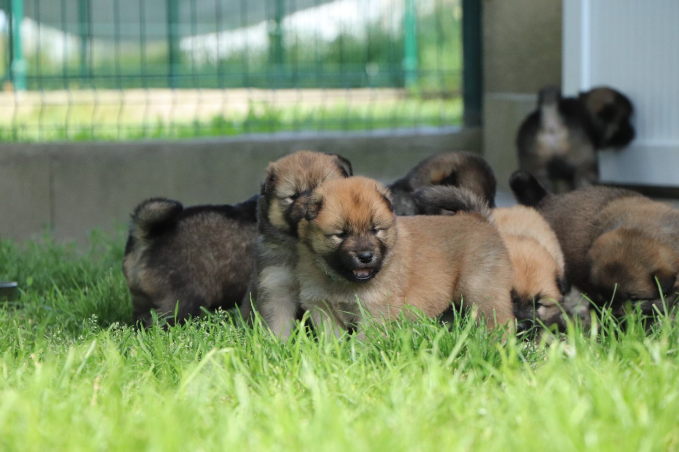 Des Loups Ariegeois - Chiots disponibles - Eurasier