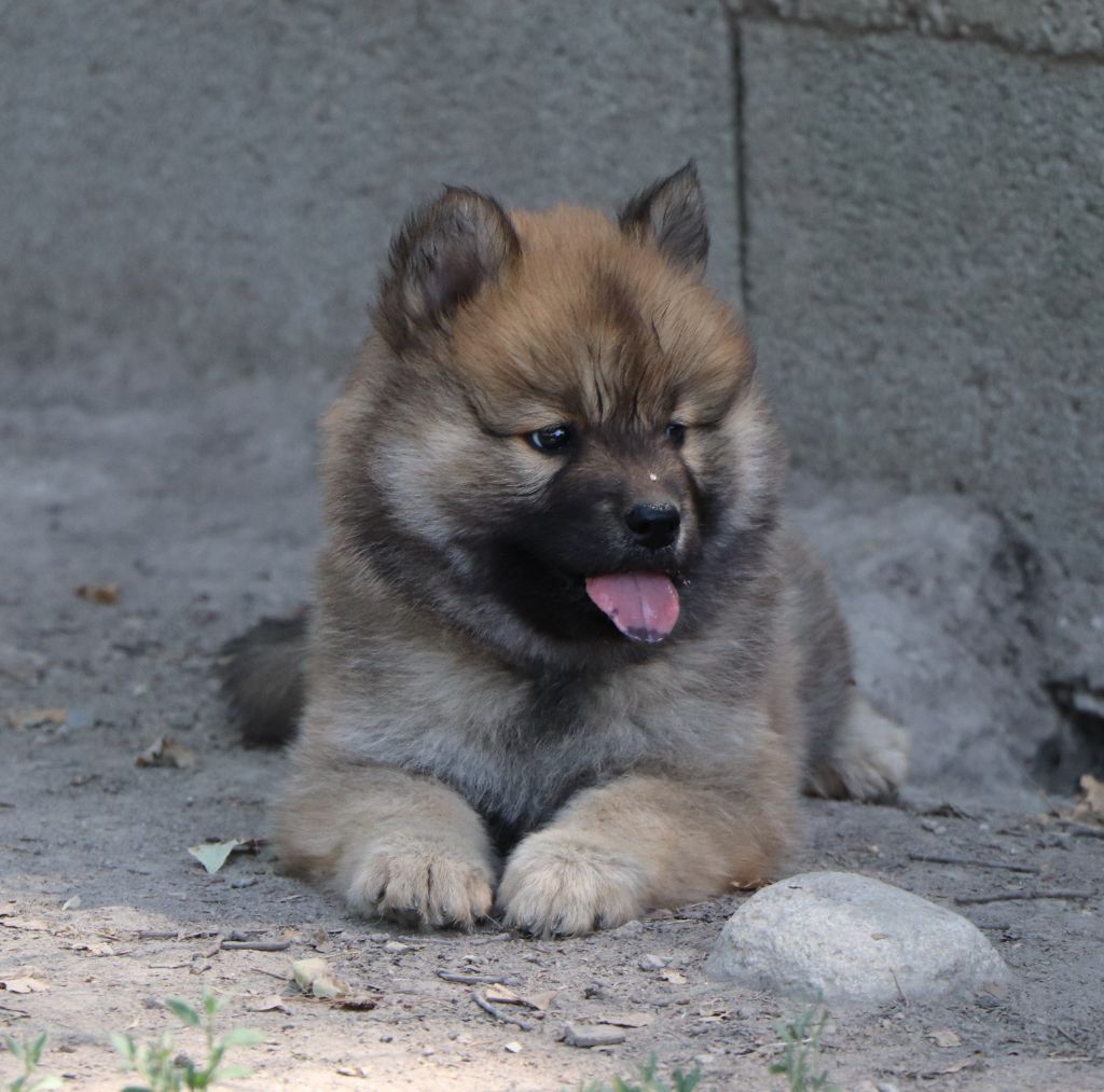 Des Loups Ariegeois - Chiots disponibles - Eurasier