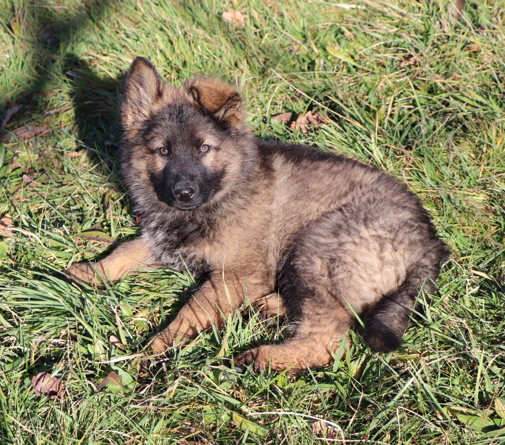 Des Loups Ariegeois - Chiots disponibles - Berger Allemand Poil Long