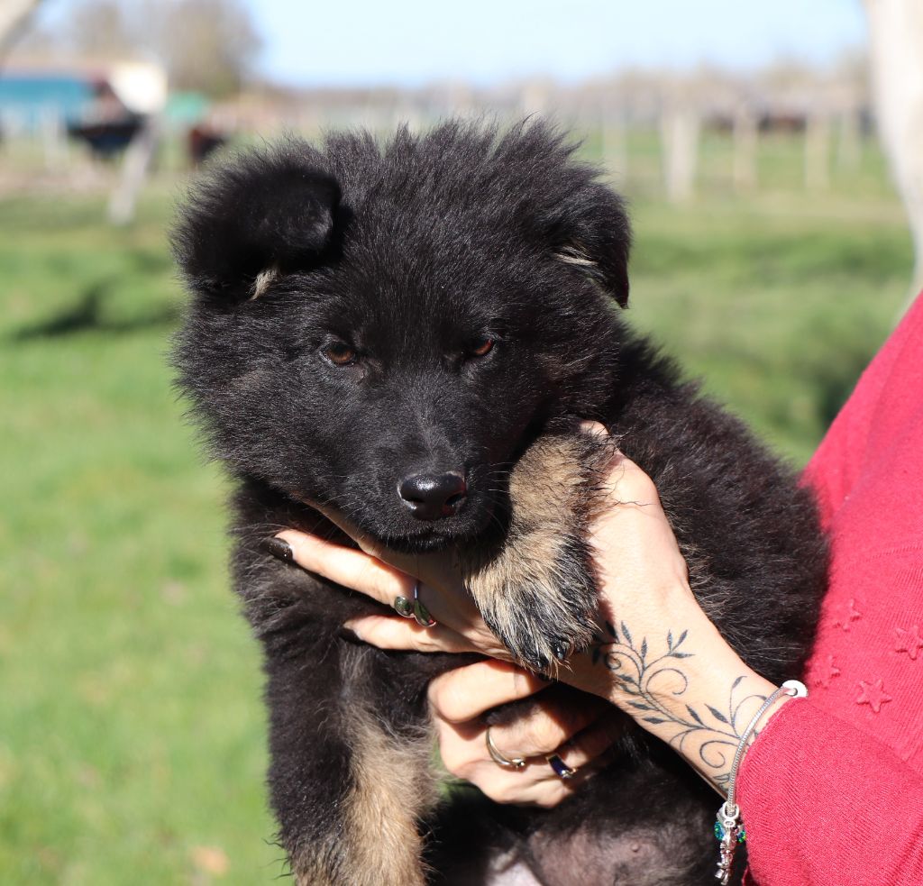 Des Loups Ariegeois - Chiots disponibles - Berger Allemand Poil Long