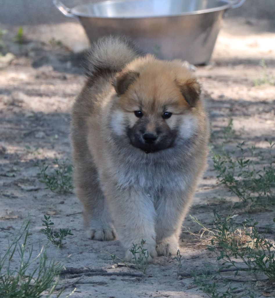 Des Loups Ariegeois - Chiots disponibles - Eurasier
