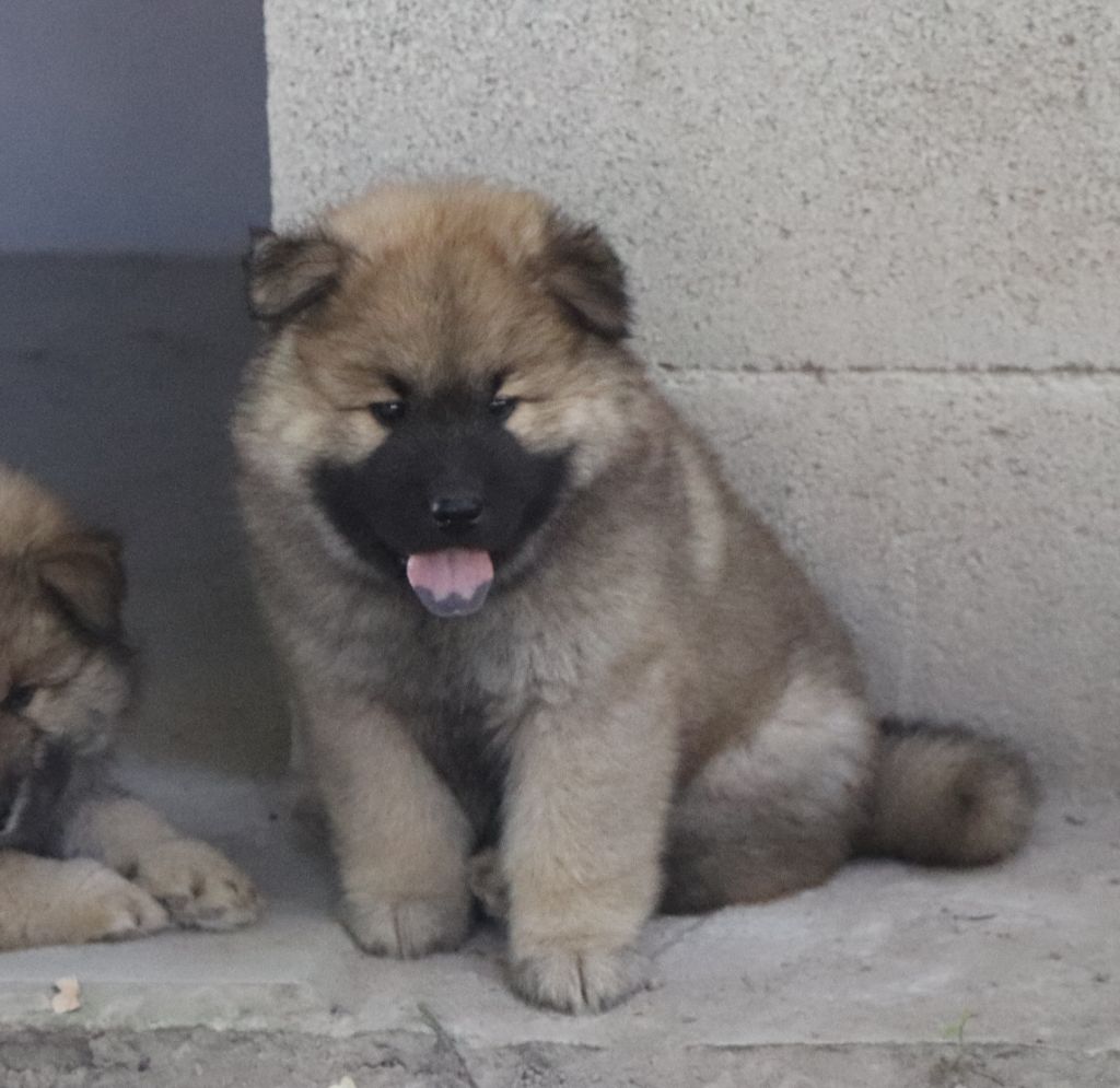 Des Loups Ariegeois - Chiots disponibles - Eurasier