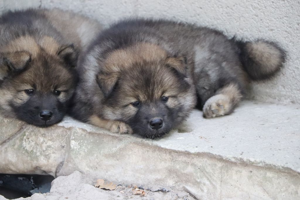 Des Loups Ariegeois - Chiots disponibles - Eurasier