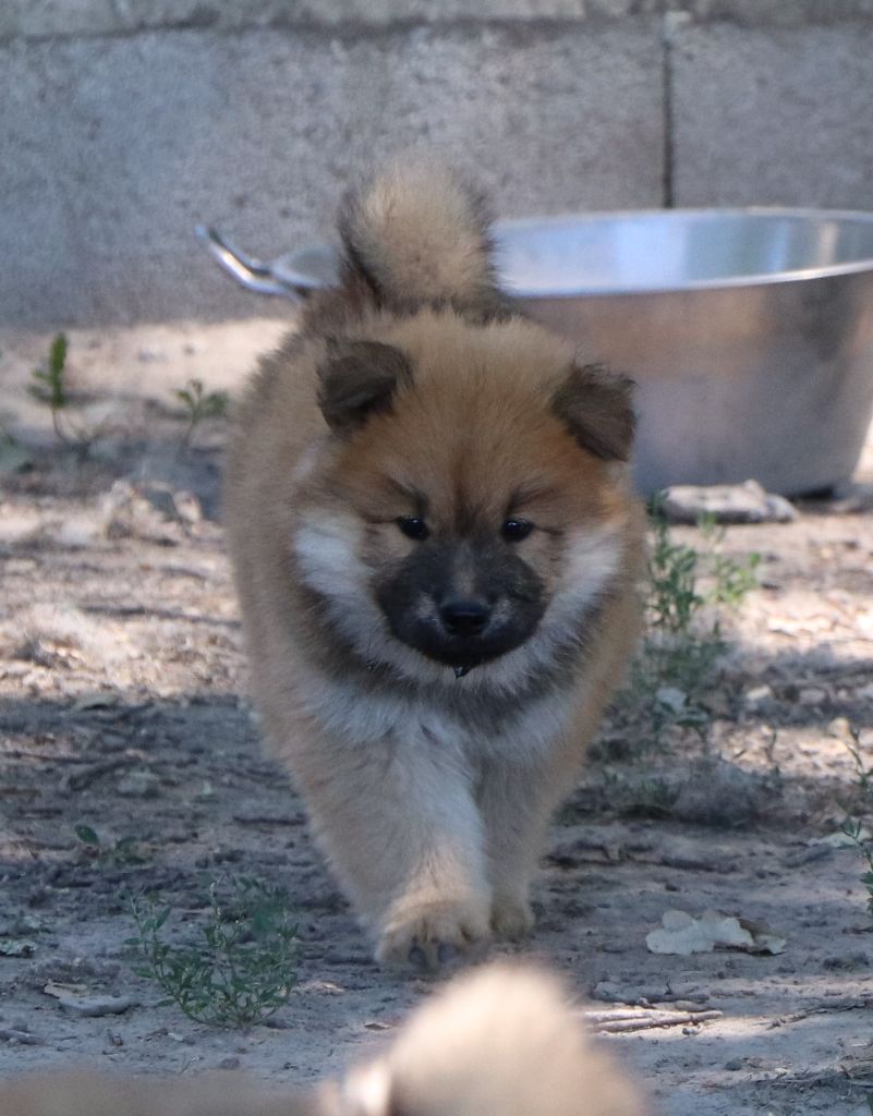 Des Loups Ariegeois - Chiots disponibles - Eurasier