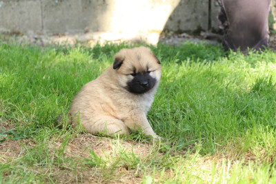 CHIOT 2