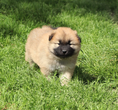 CHIOT 1
