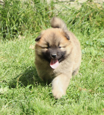 CHIOT 3