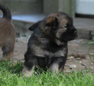 CHIOT 2