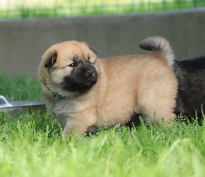 CHIOT 1