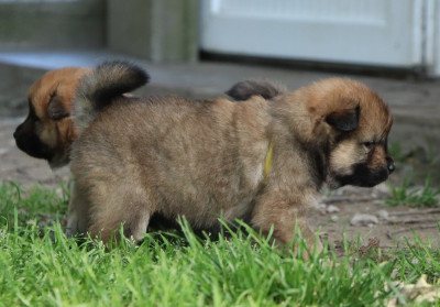 CHIOT 5