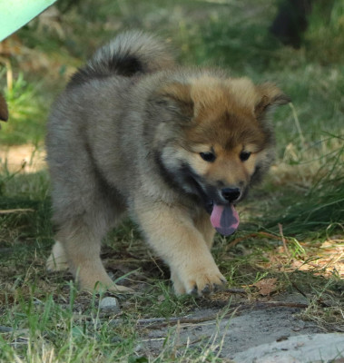 CHIOT 5