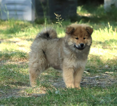 CHIOT 6
