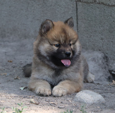 CHIOT 2