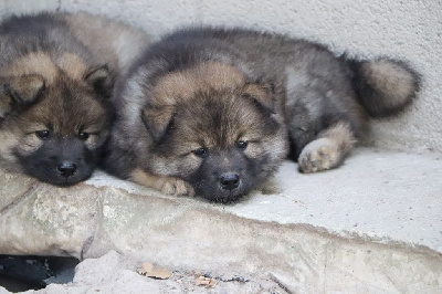 CHIOT 3