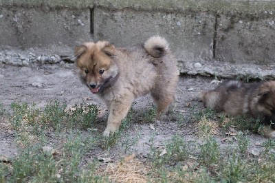 CHIOT 7