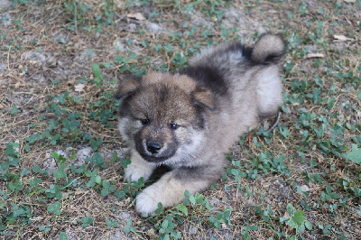 CHIOT 1