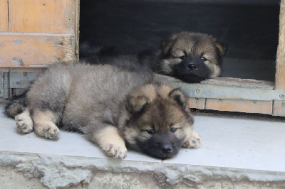 CHIOT 6