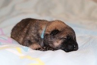 bleu