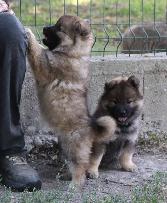 CHIOT 4