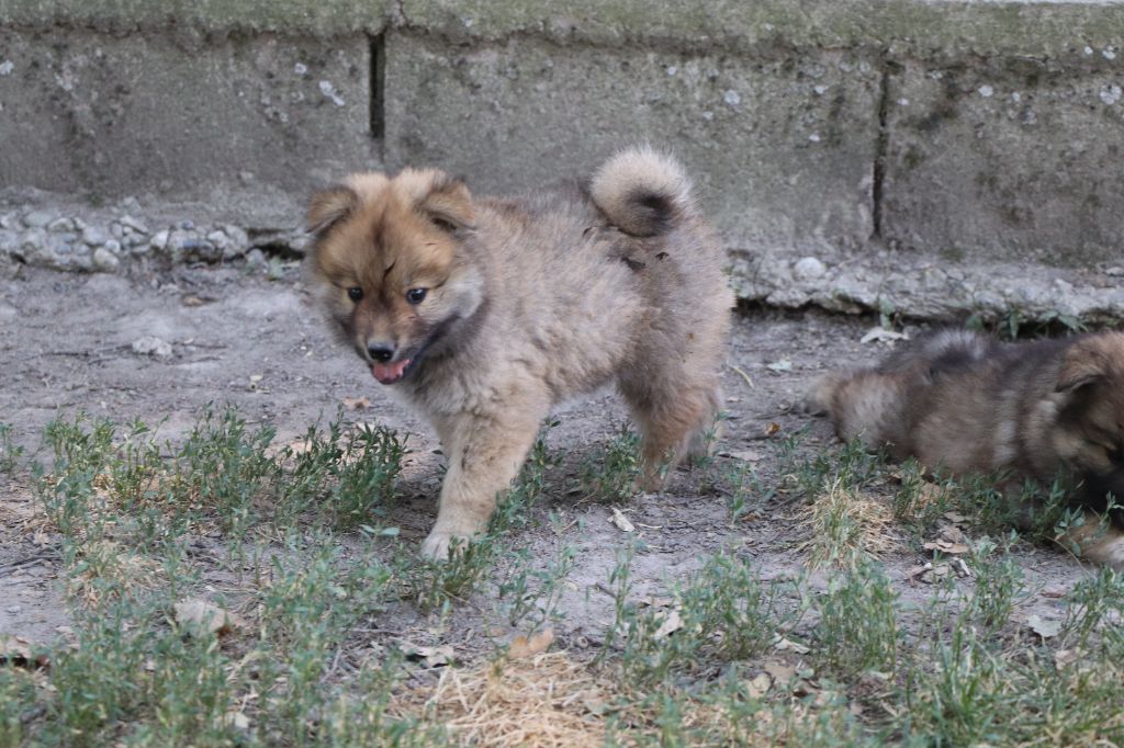 Des Loups Ariegeois - Chiots disponibles - Eurasier