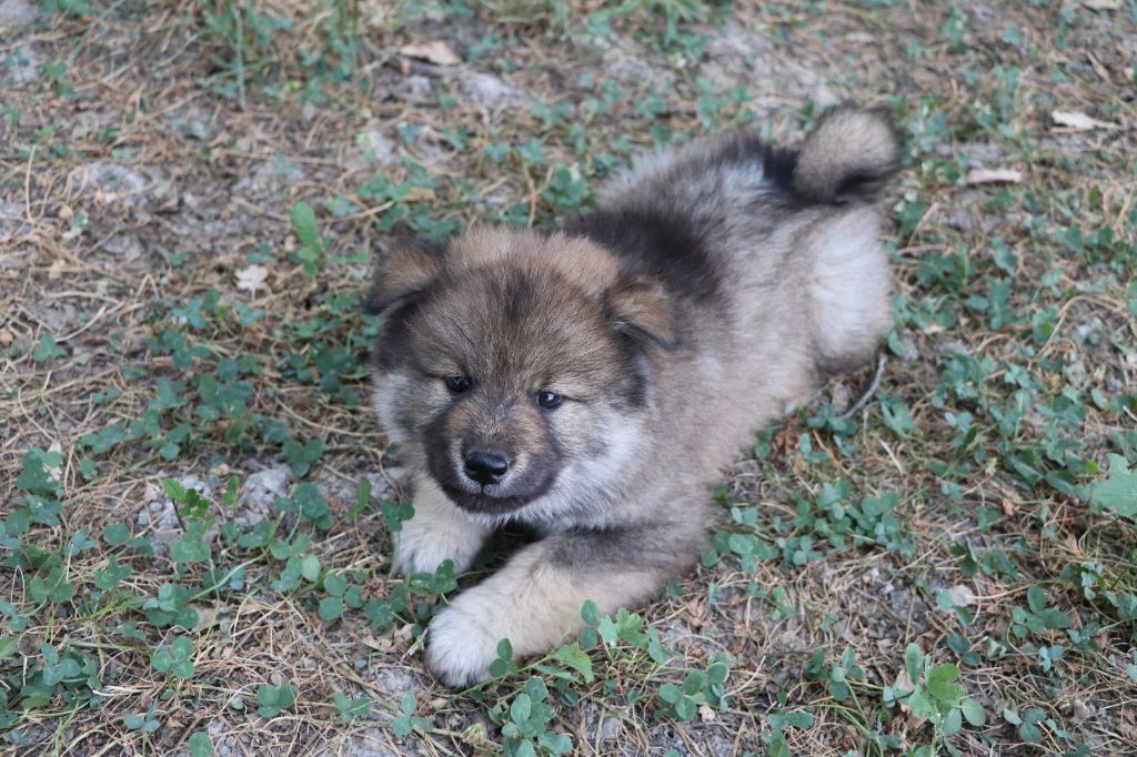 Des Loups Ariegeois - Chiots disponibles - Eurasier