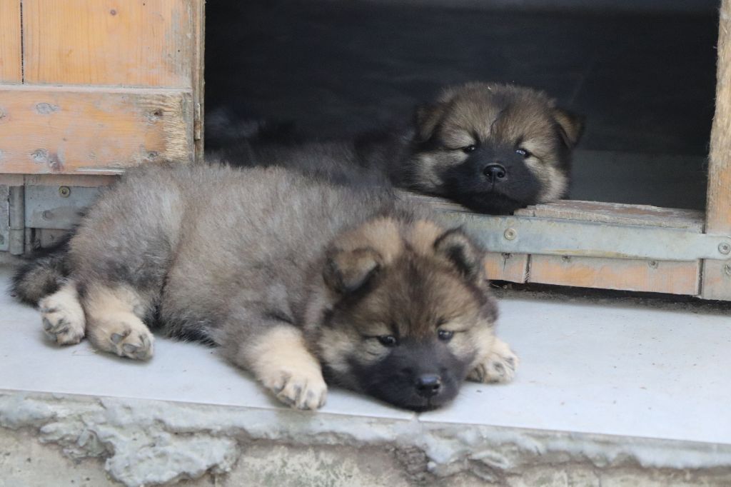 Des Loups Ariegeois - Chiots disponibles - Eurasier