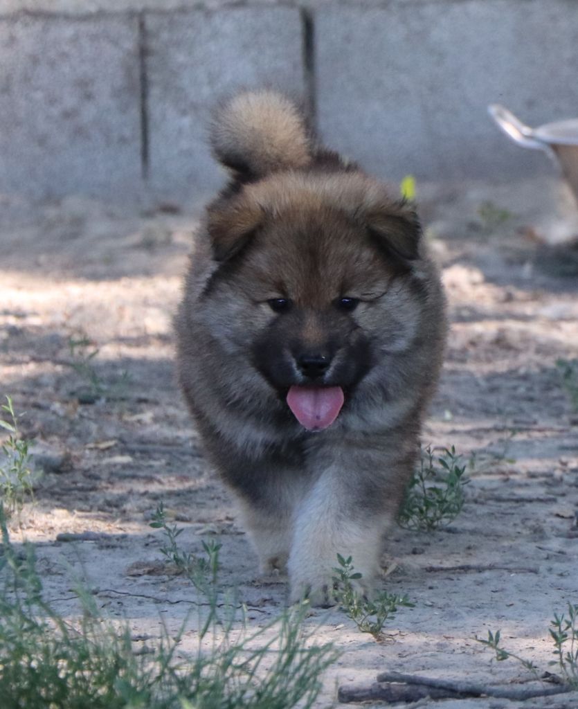 Des Loups Ariegeois - Chiots disponibles - Eurasier