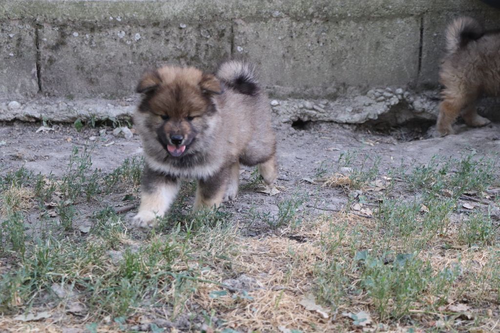 Des Loups Ariegeois - Chiots disponibles - Eurasier