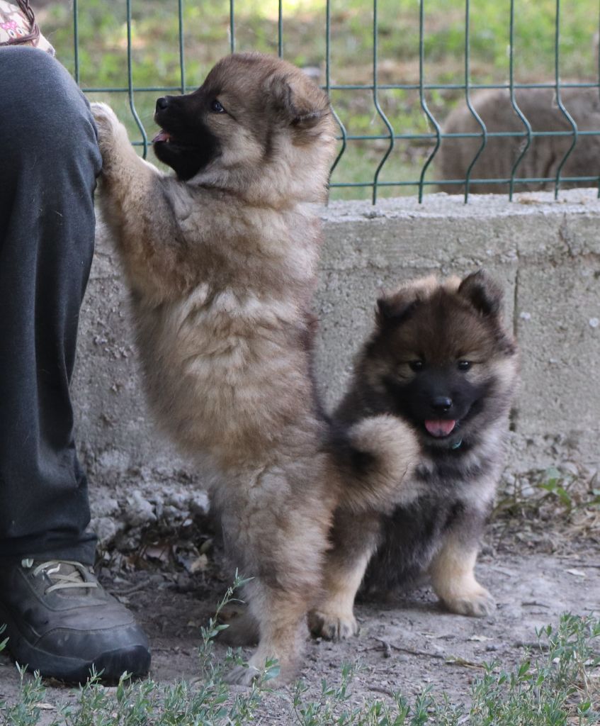 Des Loups Ariegeois - Chiots disponibles - Eurasier
